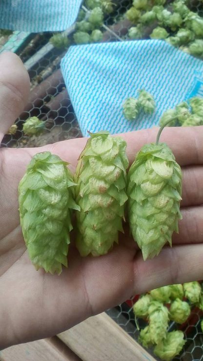 Columbus Hops Dried Flowers 200g (2020 Harvest)