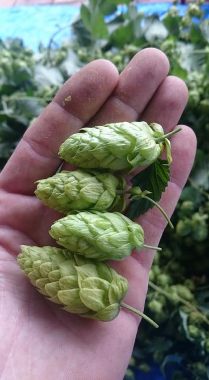 Target Hops Dried Flowers 200g (March 2021 Harvest)