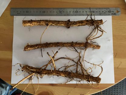 Willamette Rhizome