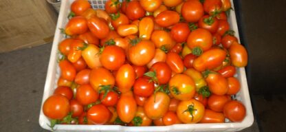 Cold Red Market Tomato Seeds (cold climate var)